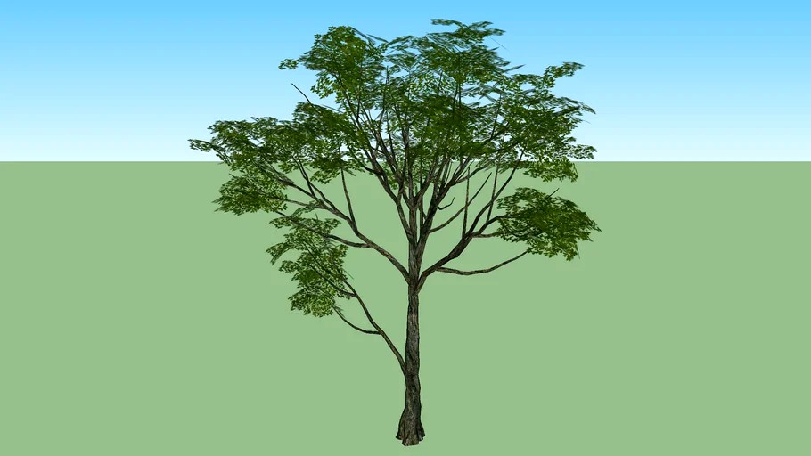 baum