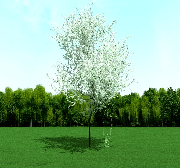 Blooming Cherry Tree 3d Model