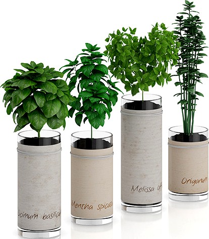 Four Herbs in Glass Pots