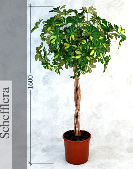 Schefflera / Scope