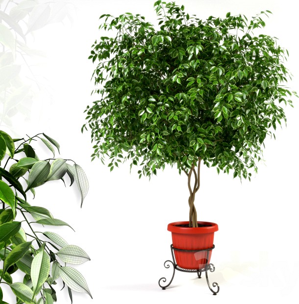 Ficus benjamina on forged stand