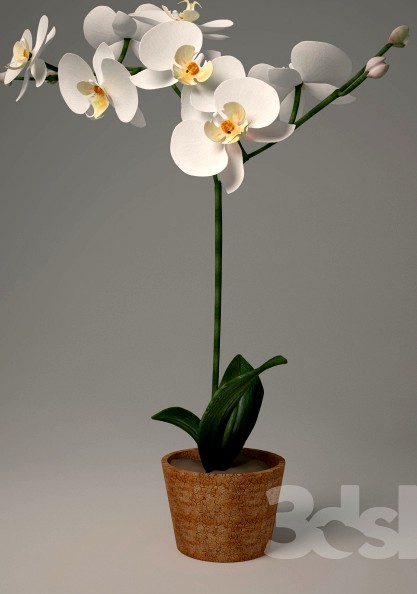 Phalaenopsis Orchid