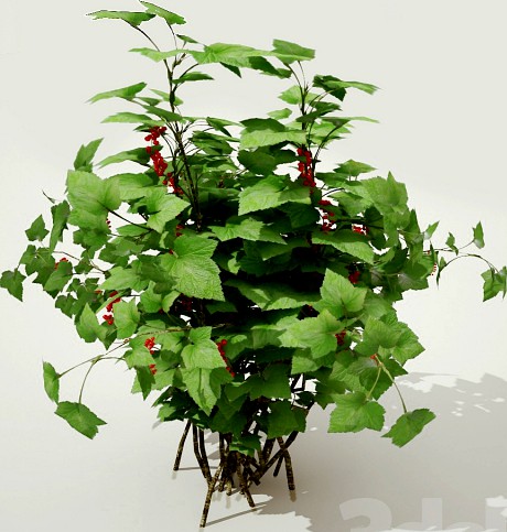 currant