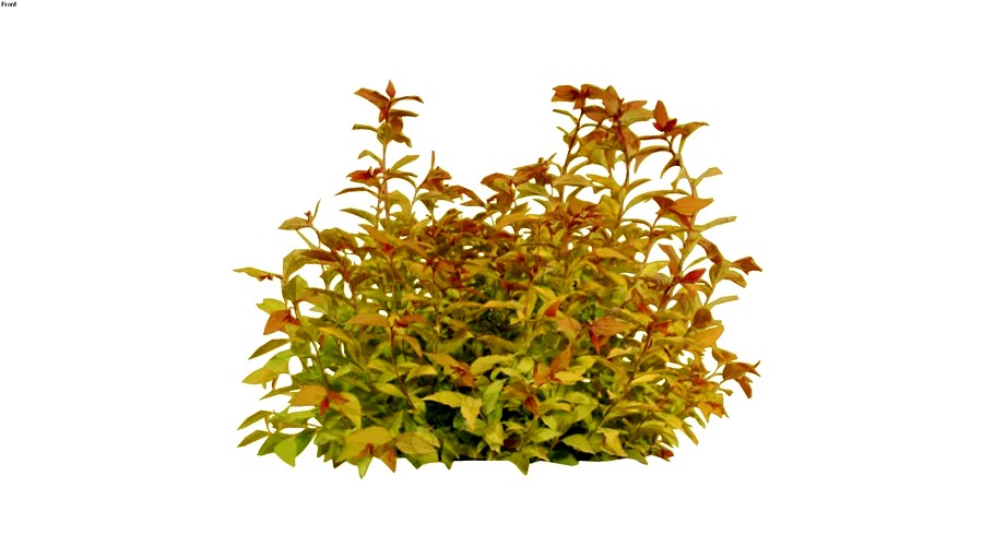 Spiraea japonica 'Firelight'