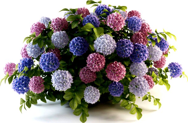 Hydrangea cluster