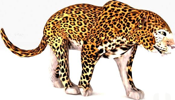 Leopard