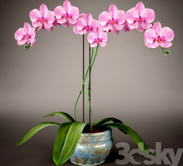 Phalaenopsis Orchid