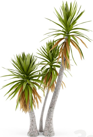 Yucca aloifolia