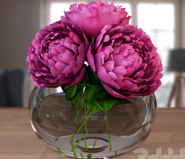 flowers peony