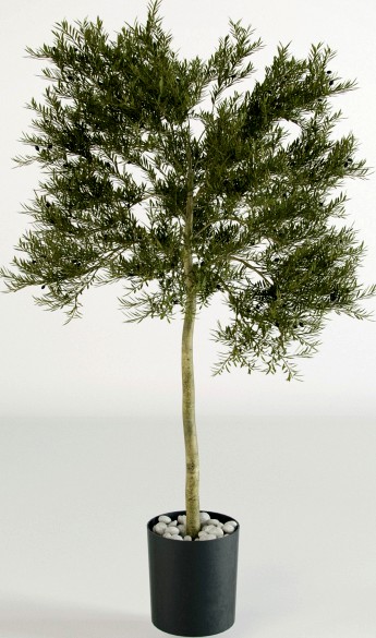 Small Olive Tree