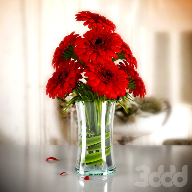 GERBERA 03
