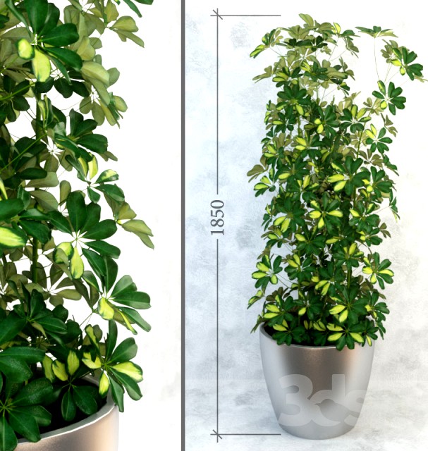 Schefflera / Column