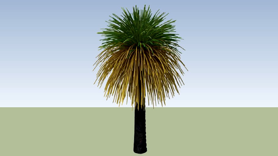Australian Grass Tree (Xanthorroea preissii)_2