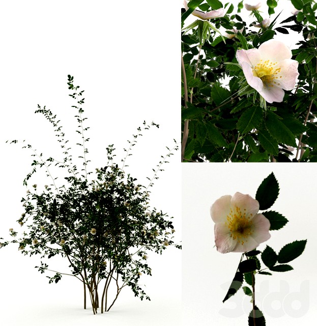 Rosa Sanina, Wild rose