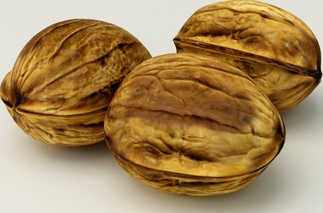 nut model