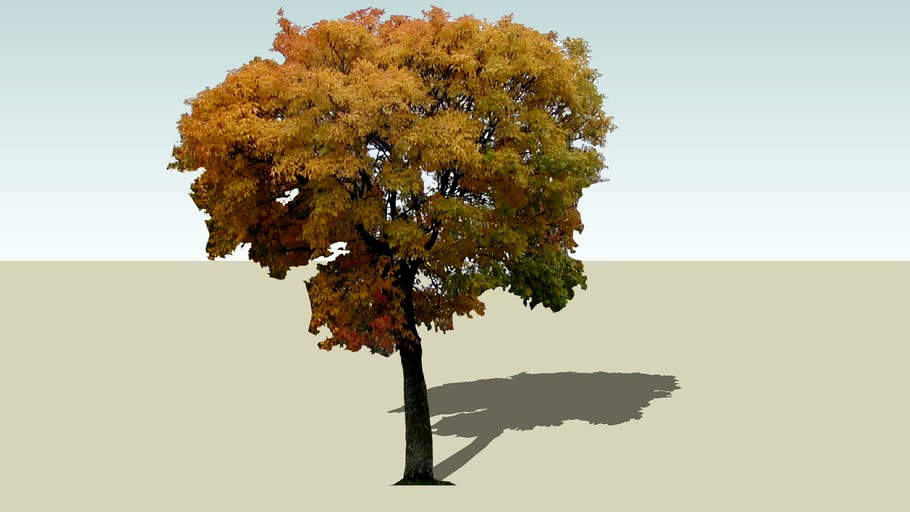 Common Ash (fraxinus excelsior)