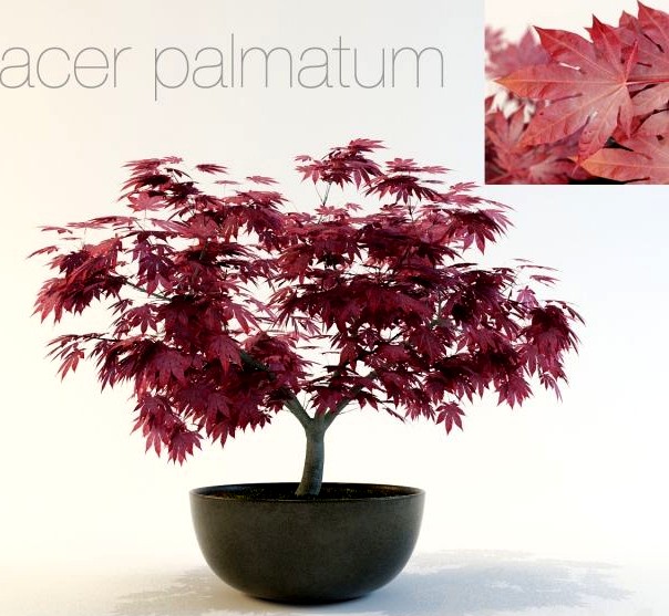 Acer palmatum