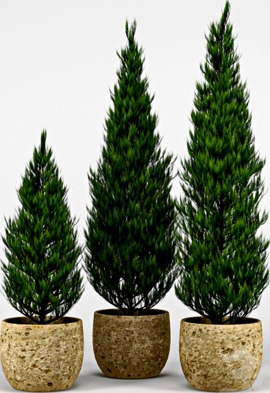 Thuja