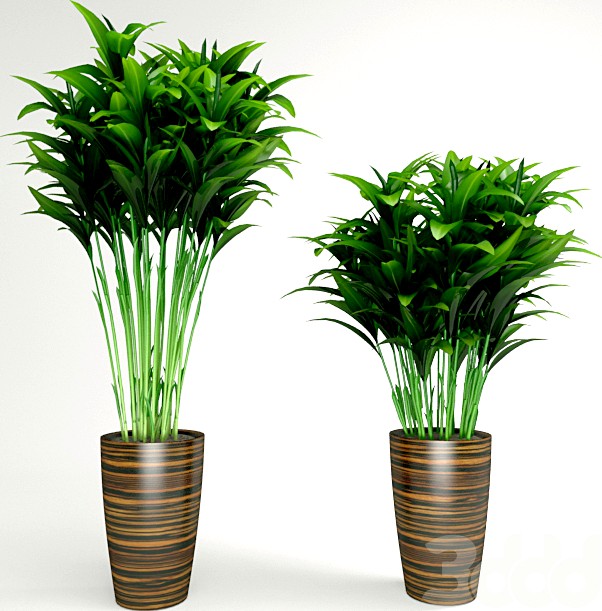plant