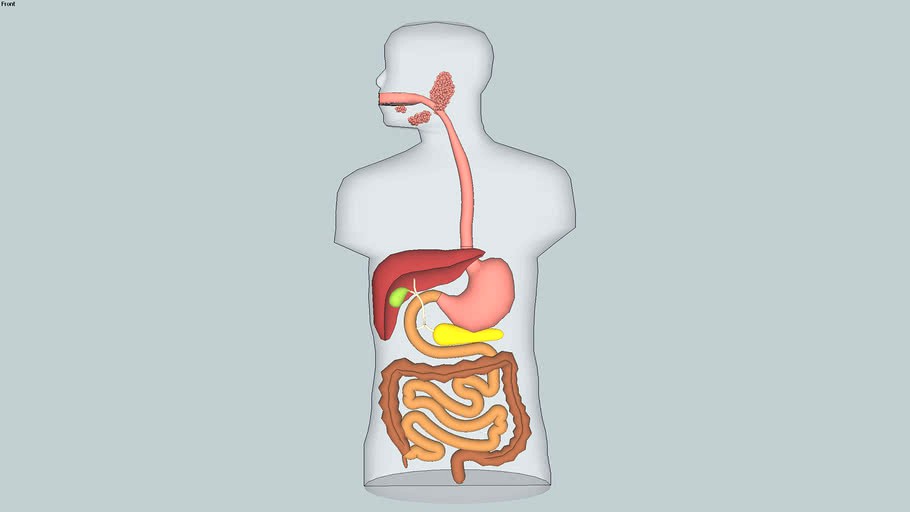 GI Tract