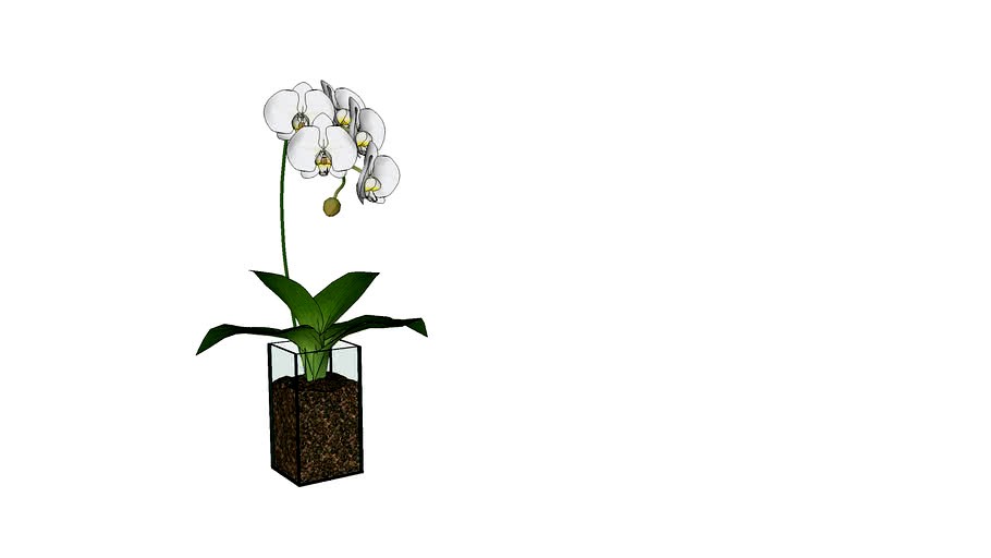 Planta_5