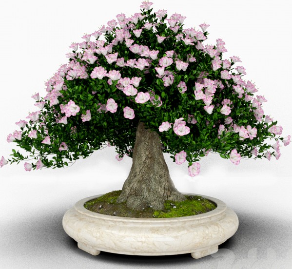 bonsai &quot;Blooming Azalea&quot;