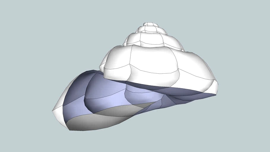 sea shell