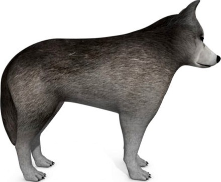 Wolf Or Dog 3D Model