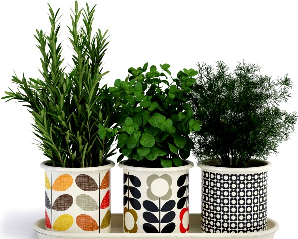 Orla Kiely 3 Herb Pots With Tray