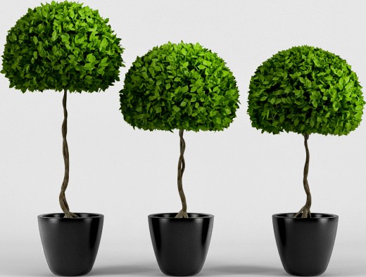 three plants