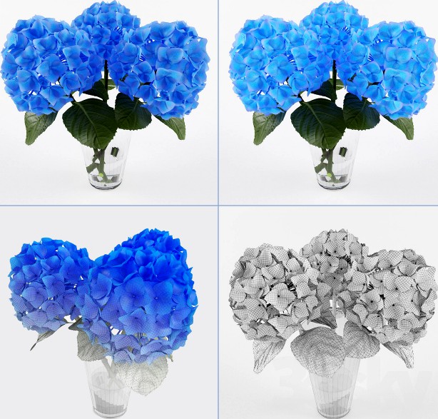 Hydrangea