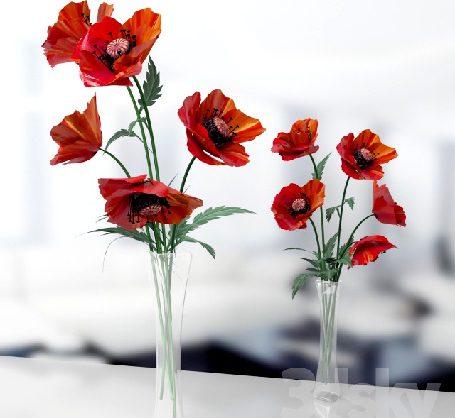 poppies