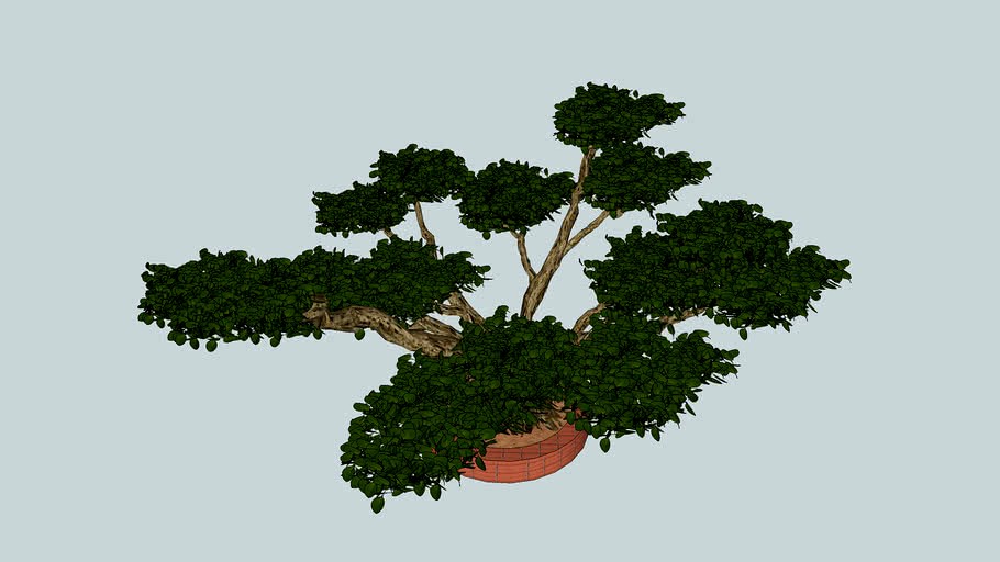 Bonsai Tree 3D 3 D black olive basic zeytin bonzai trees huge big agaci