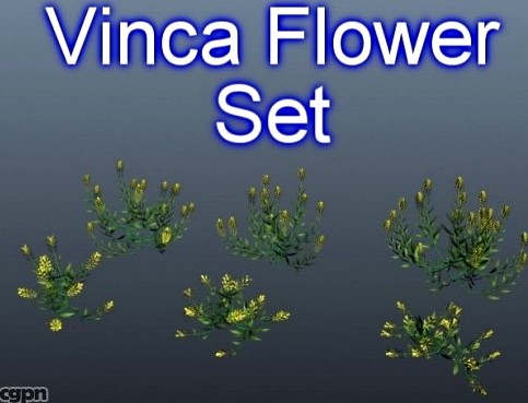 Vinca Flower Set 0013d model