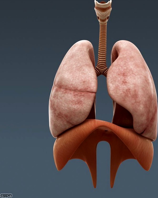 Human Body Internal Organs - Anatomy3d model