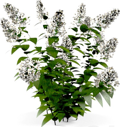 Hydrangea paniculata