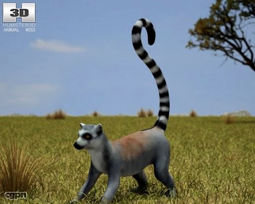 Ring-Tailed Lemur (Lemur Catta)3d model