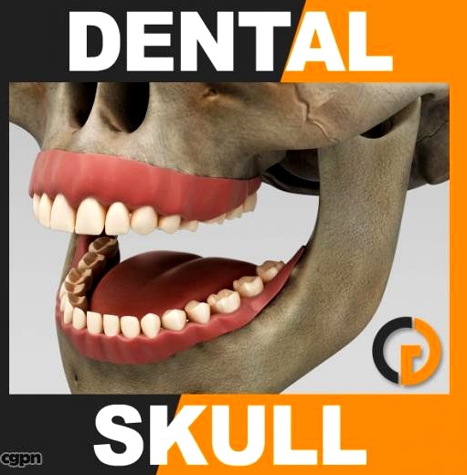 Human Dental Skull - Anatomy3d model