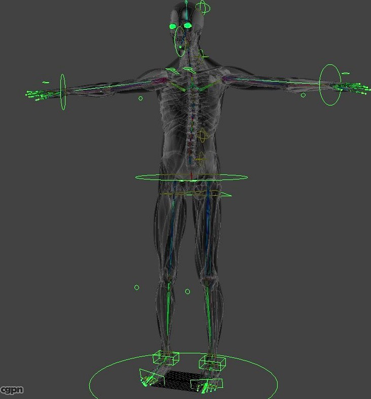Rigged Human Muscular System and Skeleton3d model