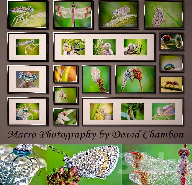 David Retired/Macro Photography