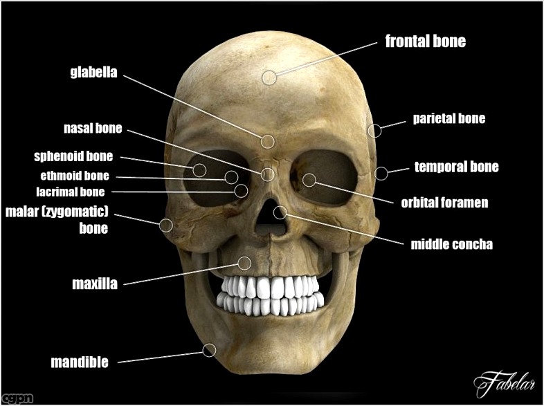 Human skull std mat3d model