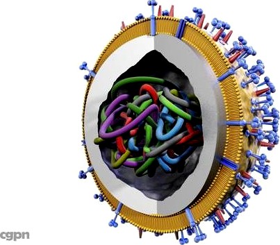 Influenza virus3d model