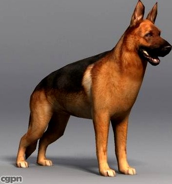 German Shepherd3d model