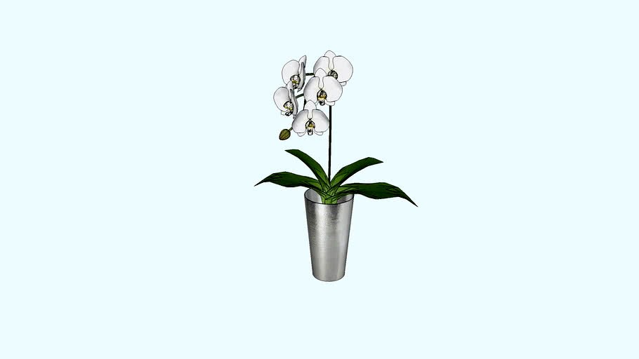 Vaso con orchidea