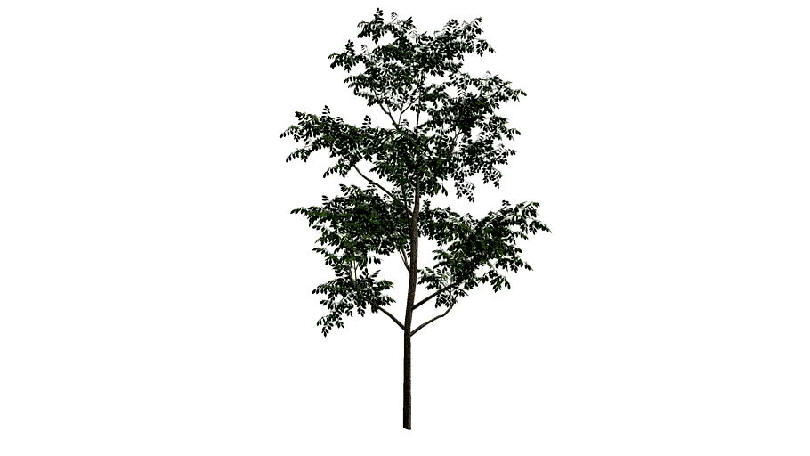 BROADLEAF TREE 4