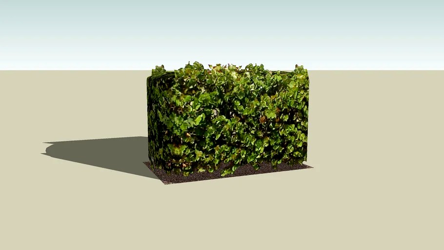 Sea-grape Hedge 6' 4” height