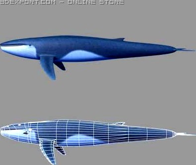 Whale 3D Model