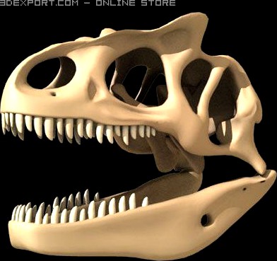 Allosaurus Dinosaur Skull 3D Model