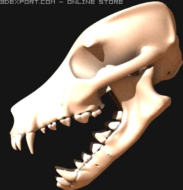 Dog skull 3D Model