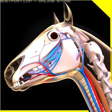 Horse anatomy 3D Model